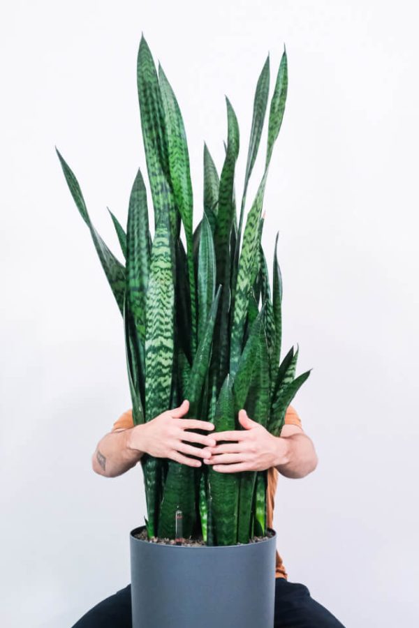 Sansevieria Laurentii - Hình ảnh 2